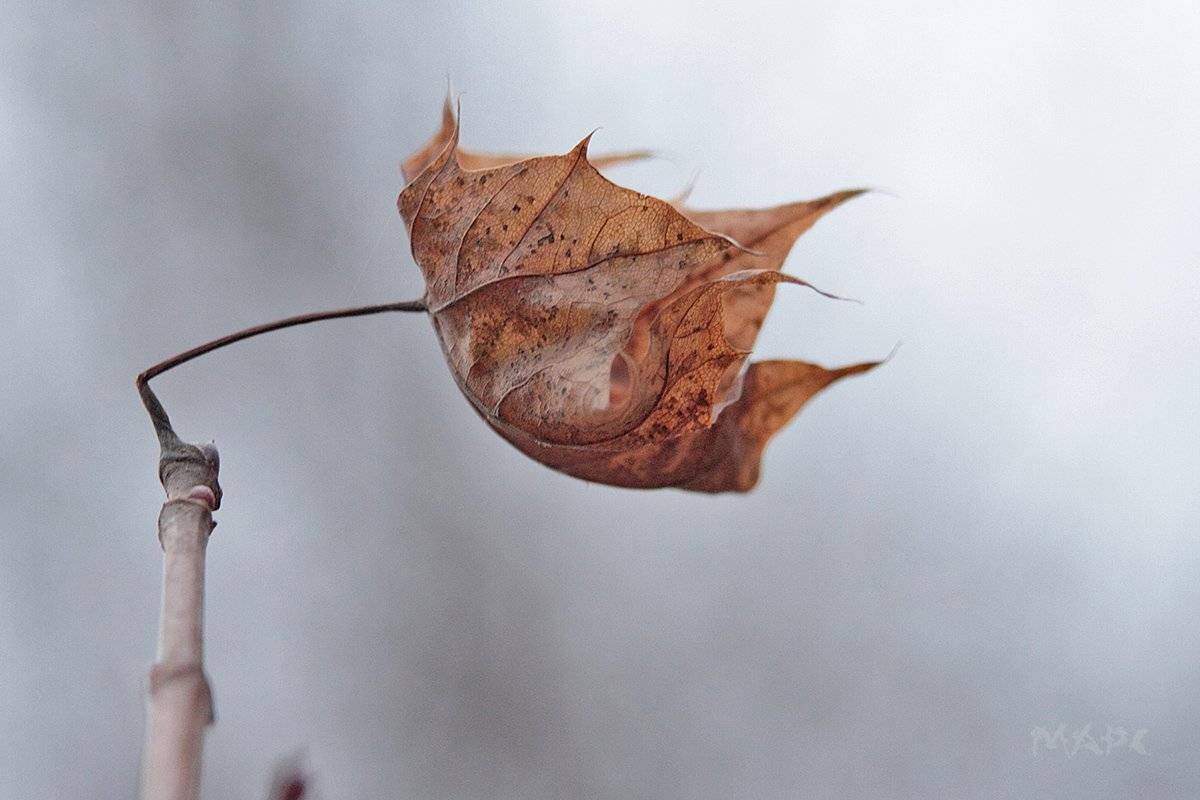макро лист осень ноябрь, Шангареев Марс