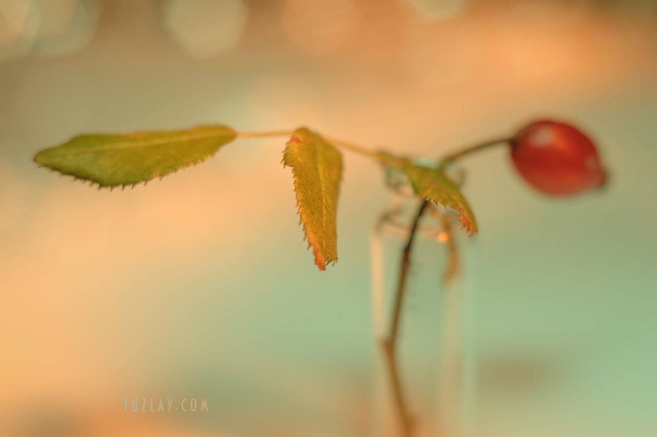 шиповник, боке, осень во флаконе, Владимир Тузлай