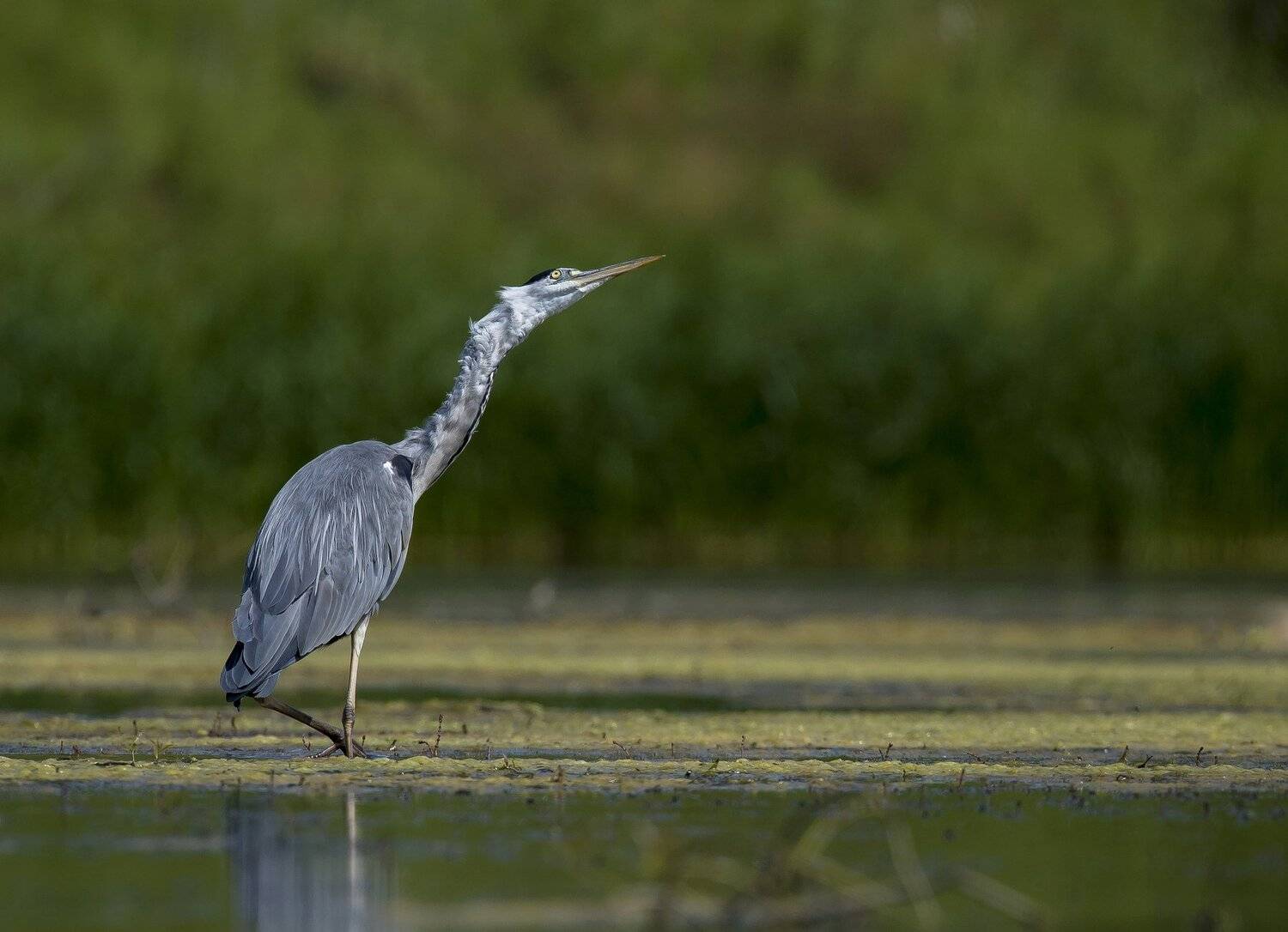 птицы,природа,лето, Андрей Киселёв