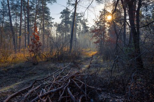 Стынет земля под покровами леса
