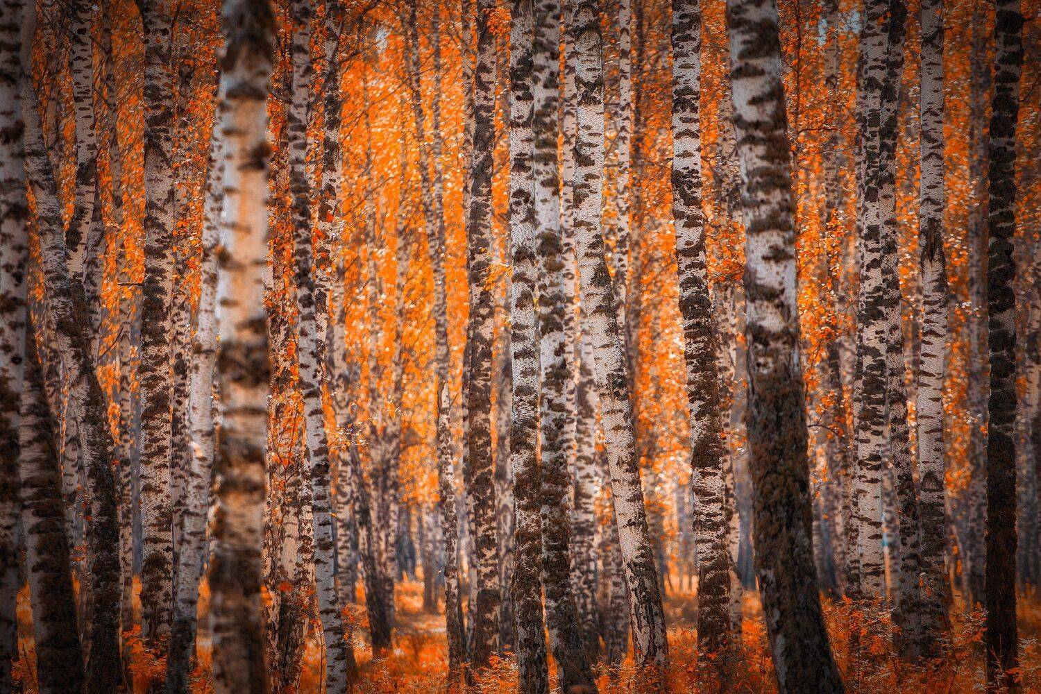 , Павел Сагайдак