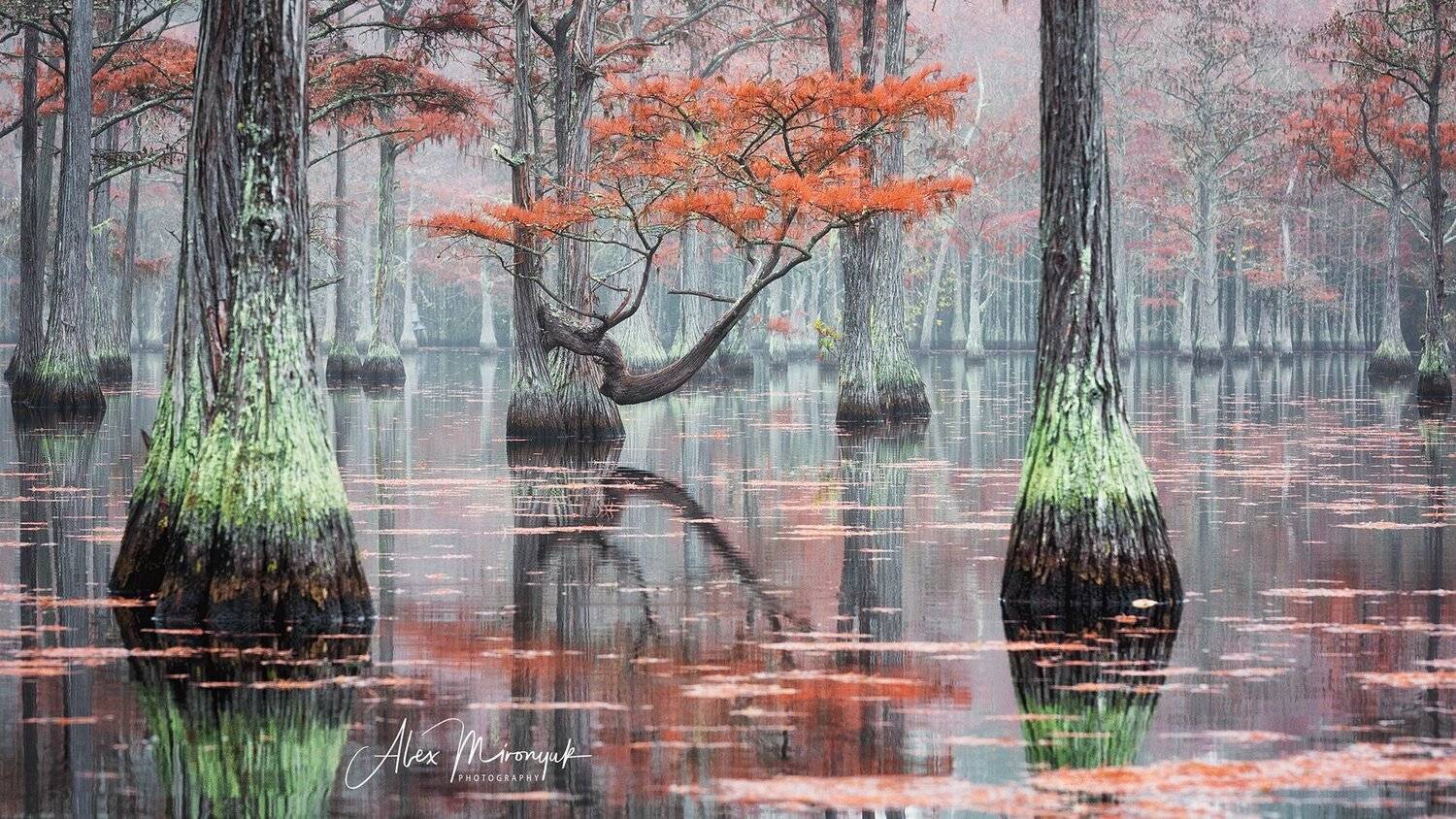 кипарис, болото, озеро, отражение, сша, джорджия, луизиана, техас, осень, дерево,, Alex Mironyuk