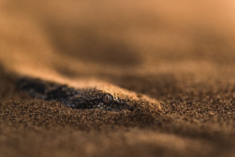 Житель песков фото превью