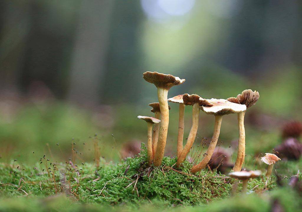 грибы, семья, коричневые, старые, растения, макро, травы, мох, почвы, зеленые, желтые, листья, ветви, осень, дерево, пейзаж, природа, разноцветные, торф, болото, иглы,семена,, Виктор Шнайдер