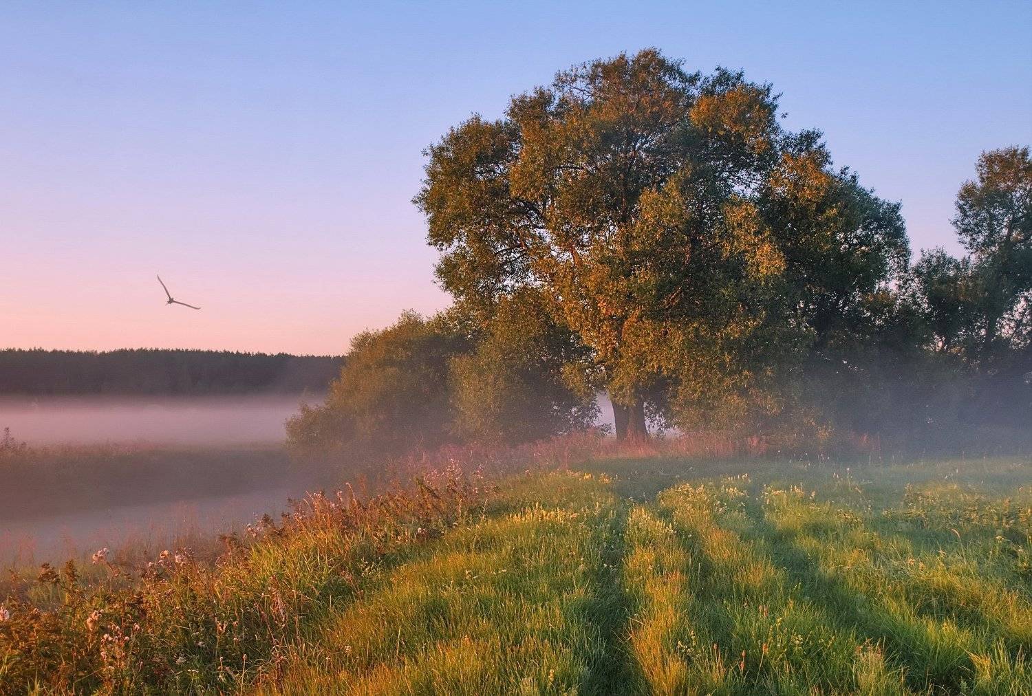 утро, туман, солнце, Александр Гвоздь
