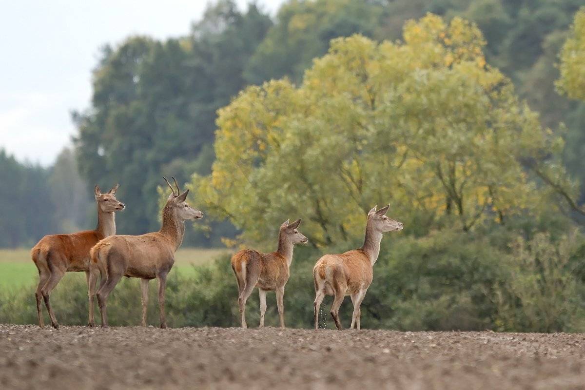 , Janina J?drzejewska-Szombara