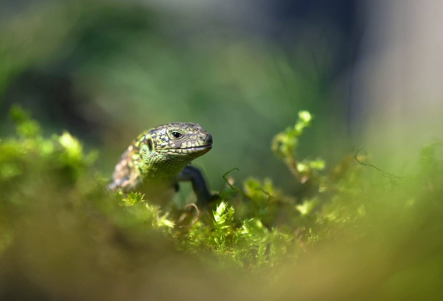 , Макеев Алексей