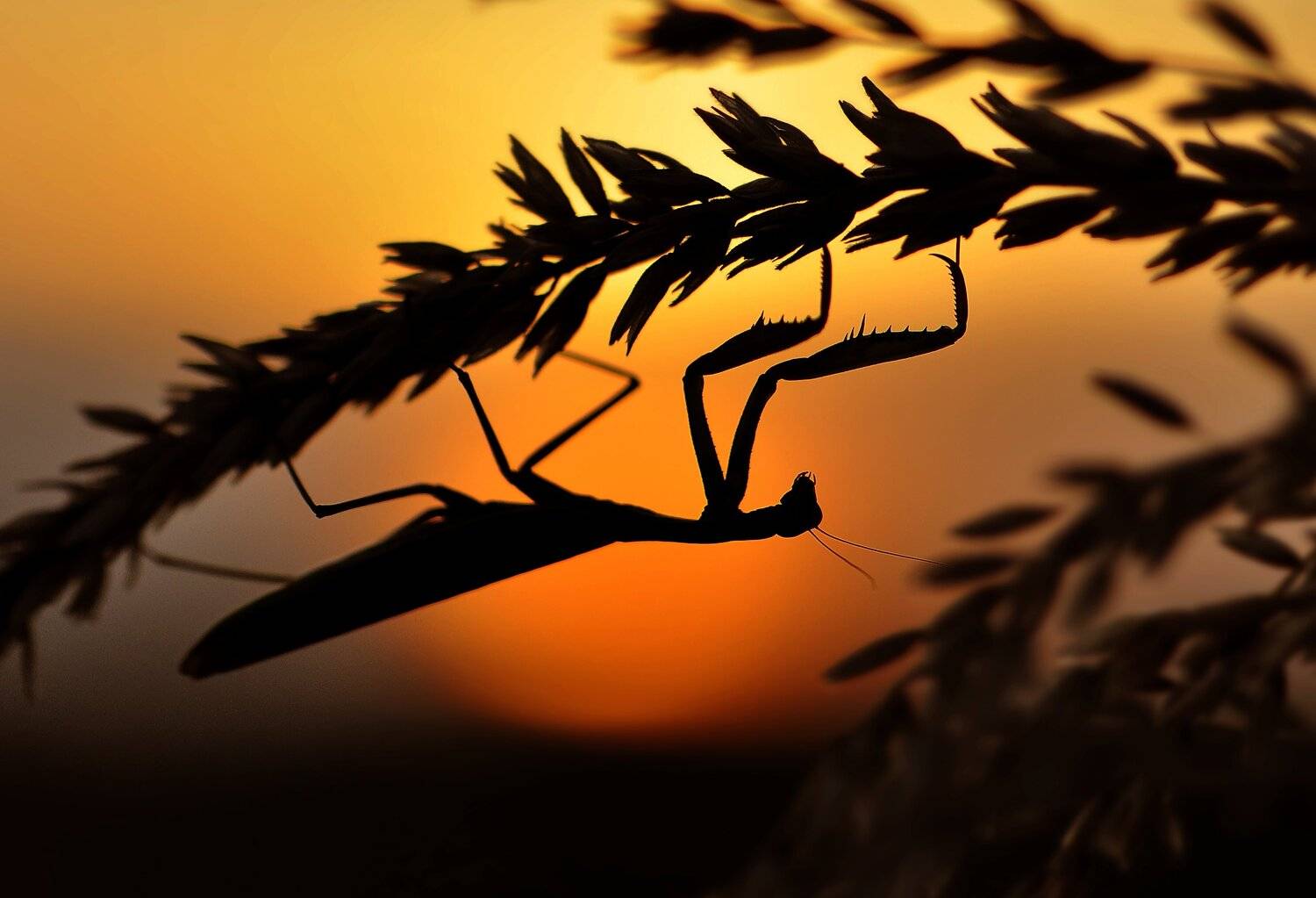 богомол,насекомое., Макеев Алексей