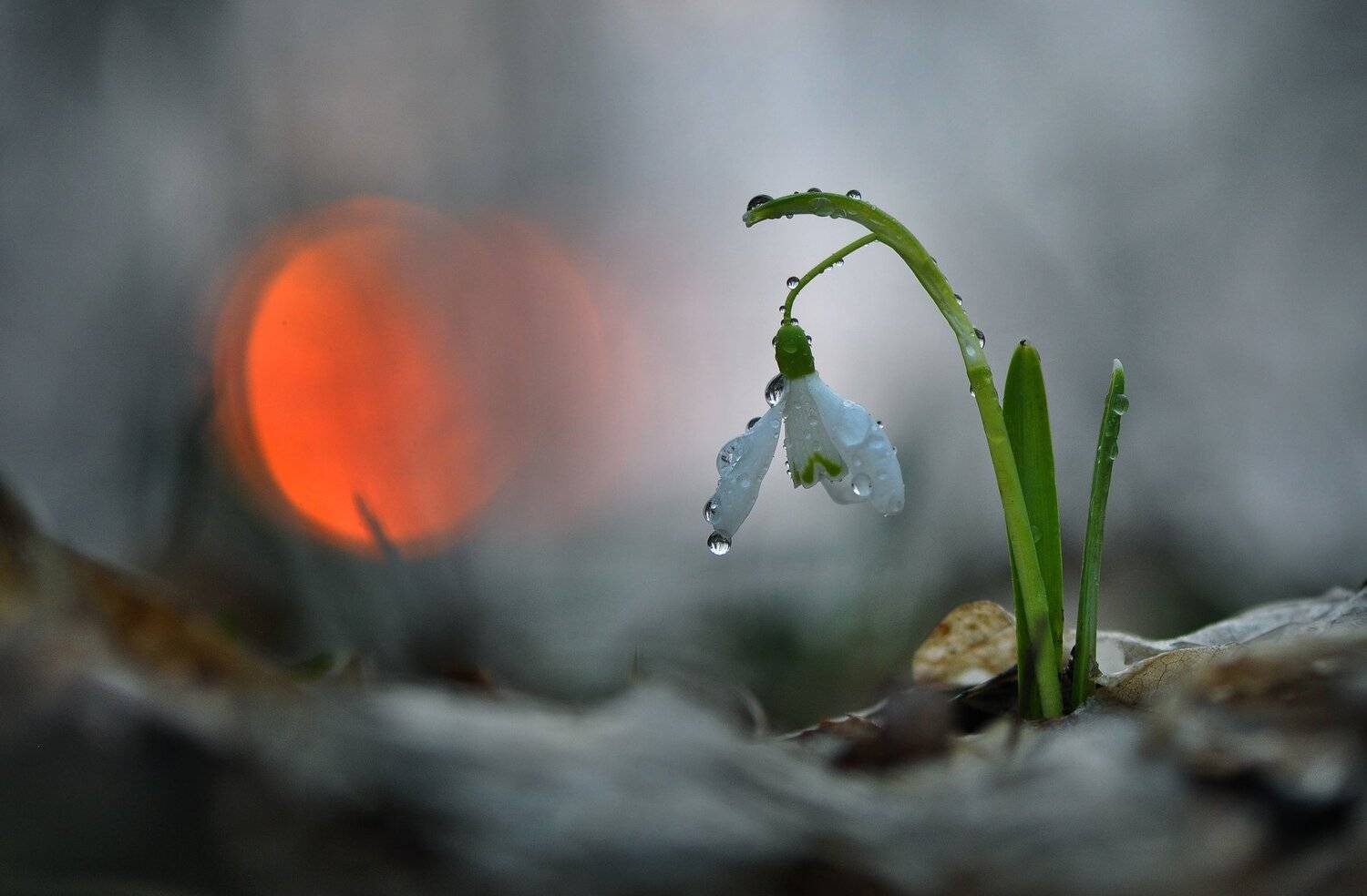 , Макеев Алексей