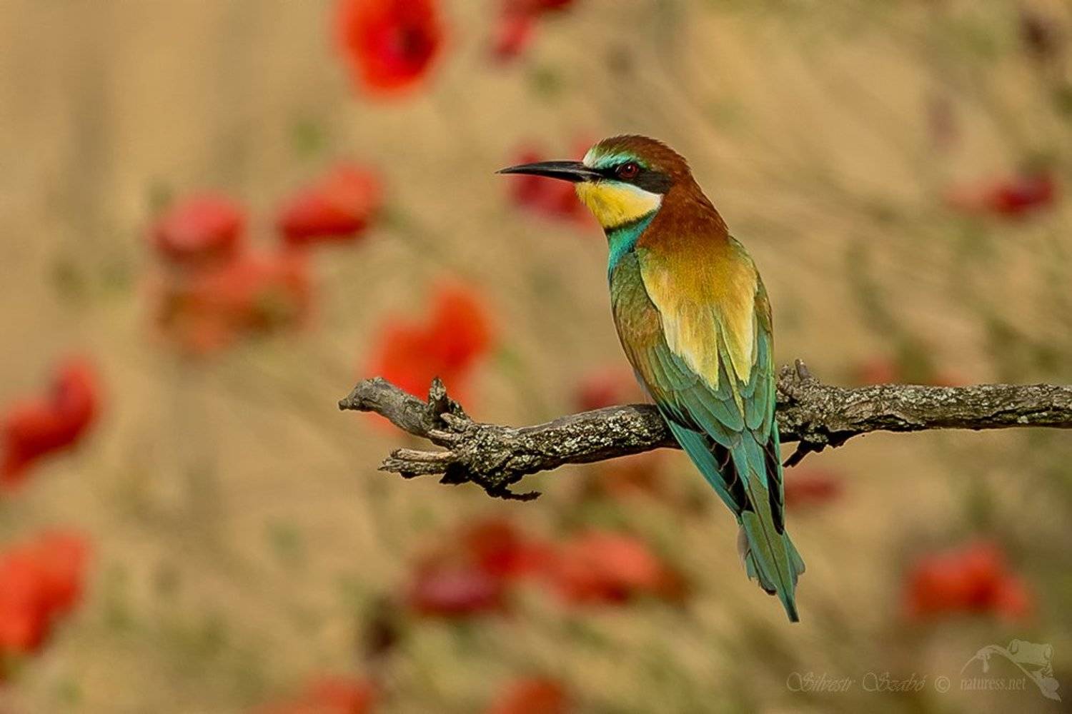 Merops apiaster, Silvestr Szab&oacute;