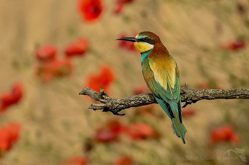 Merops apiaster Merops apiaster фото превью