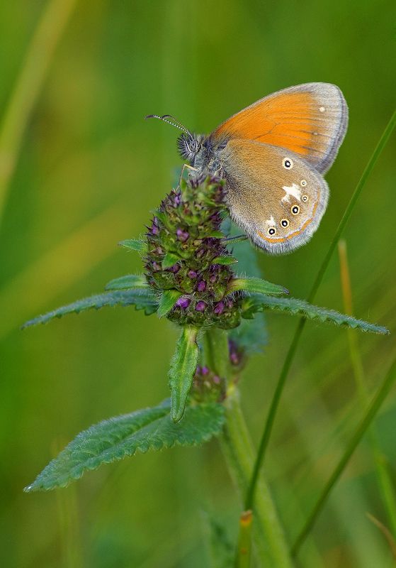 Сенница Гликерион фото превью