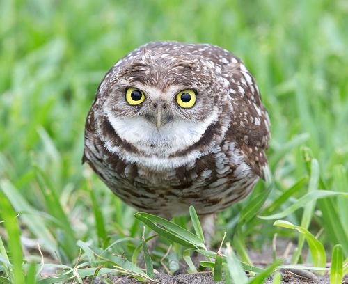 Cыч - Burrowing Owl