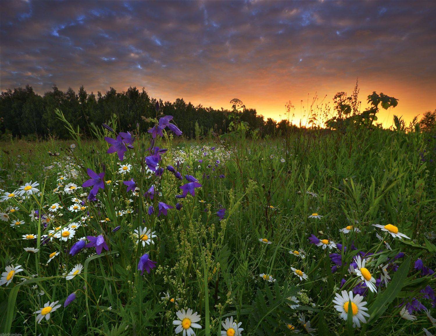 утро рассвет цвет подмосковье ромашки , Морозов Юрий