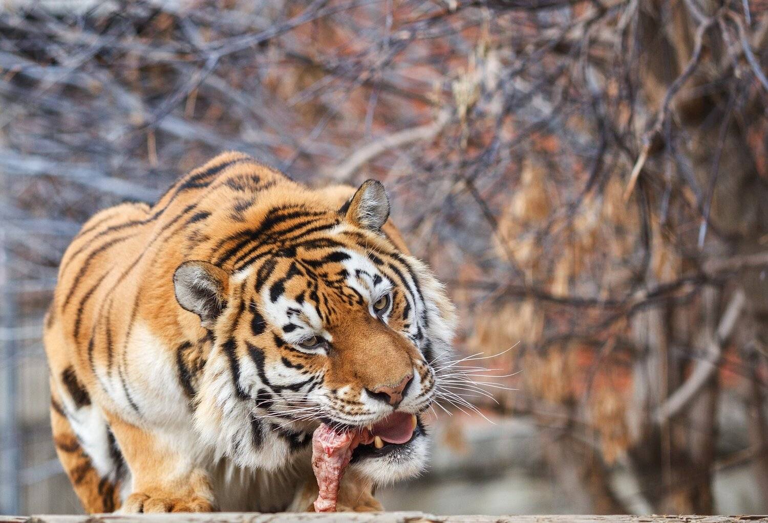 тигр, кошки, Олег Богданов