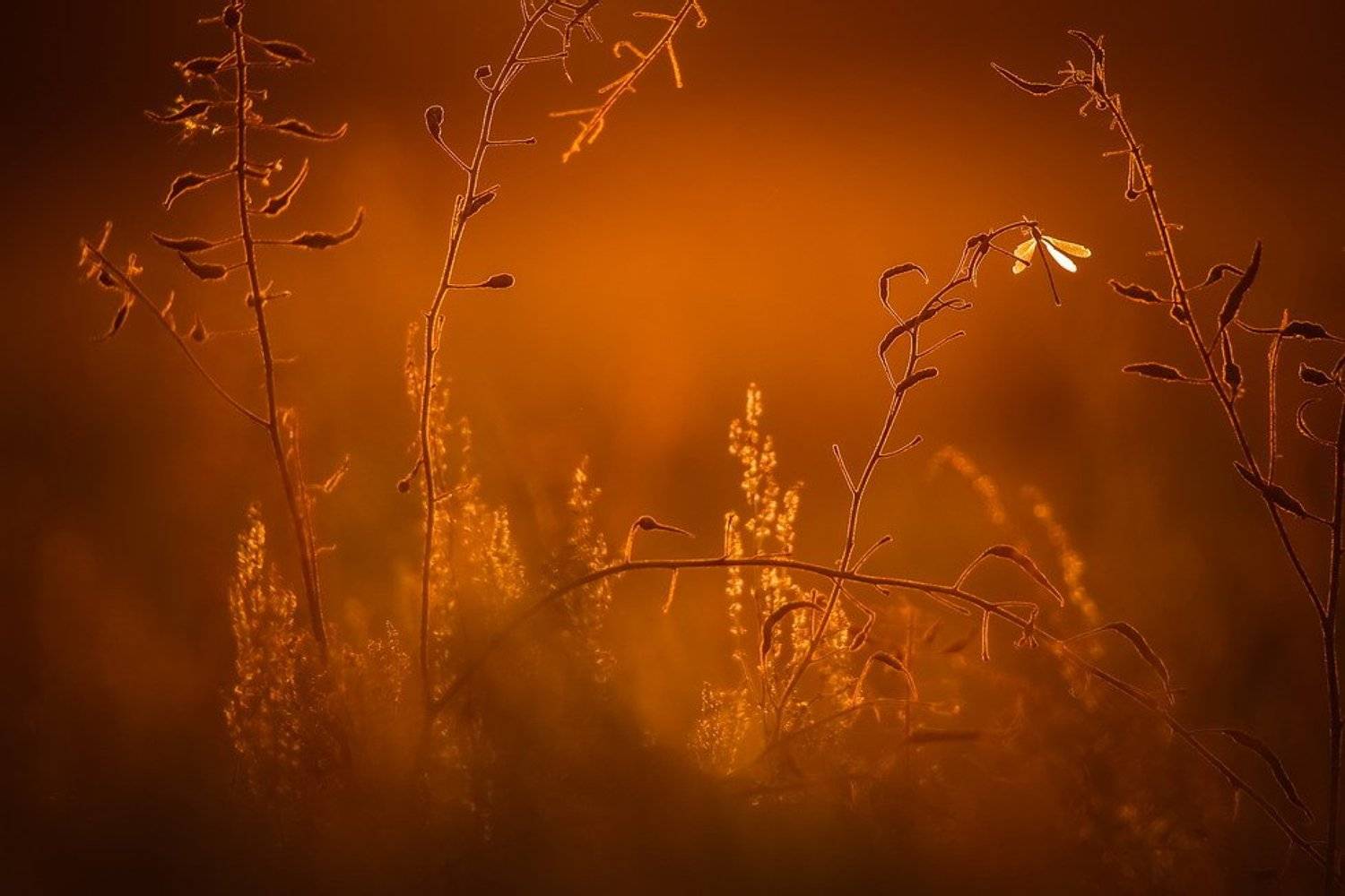 , Вячеслав Мищенко