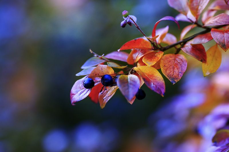 Осенний ноктюрн фото превью