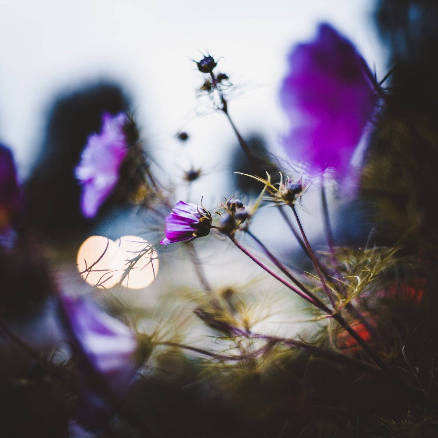 осень, цветы, боке, Манченко Кристина