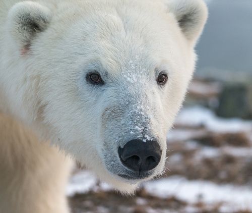 Заглянуть в глаза...