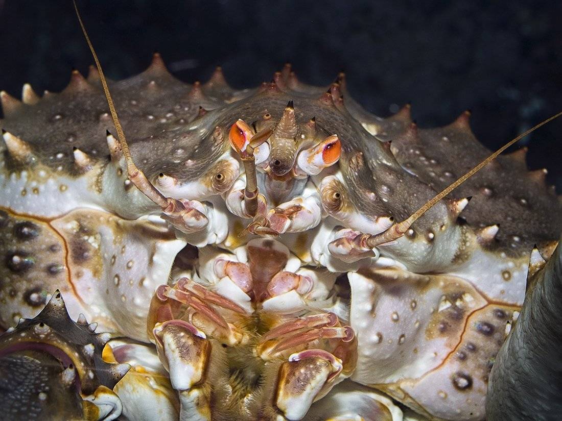 , Евгений Слободской