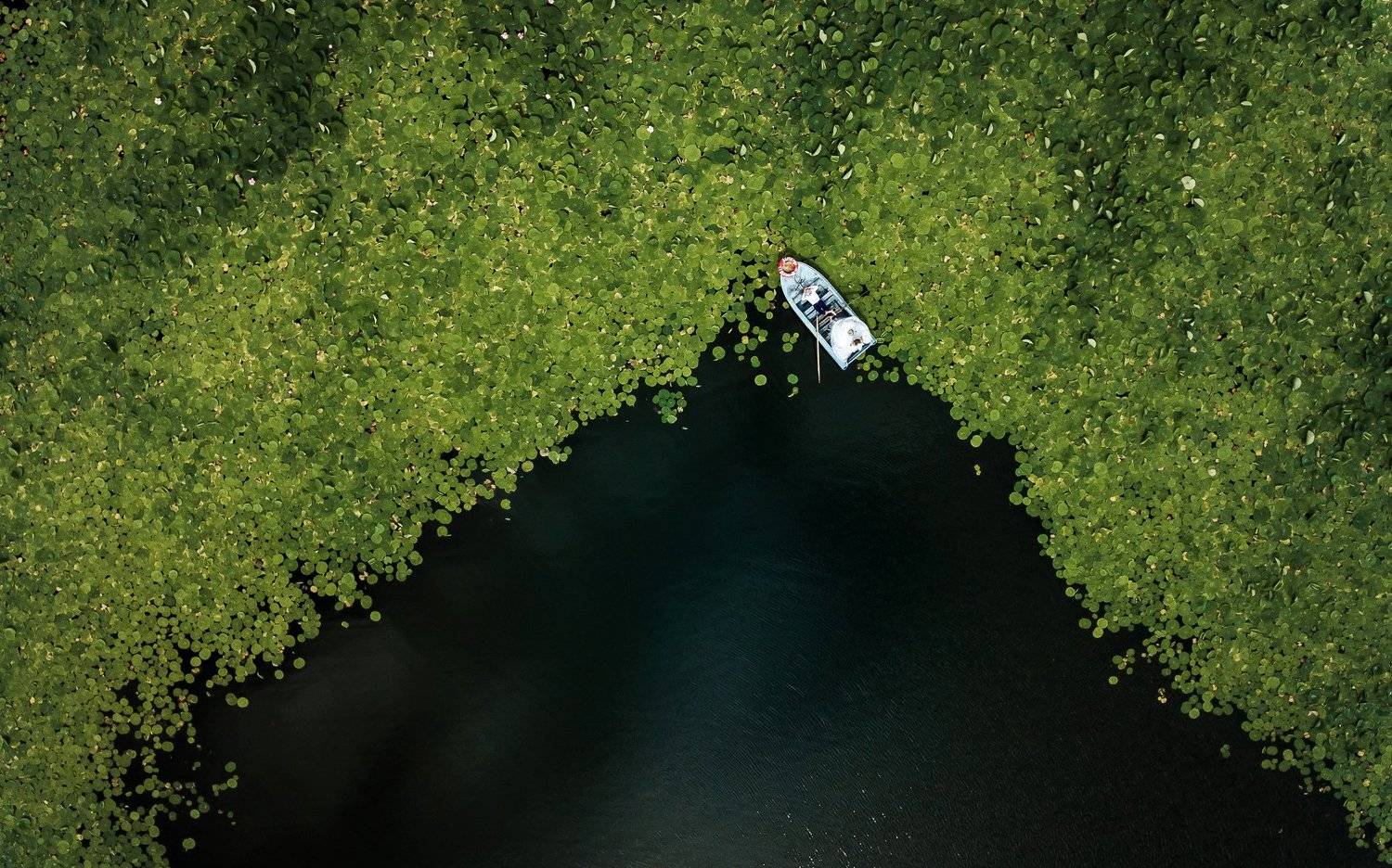 аэросъемка, владивосток, приморье, свадебный фотограф, свадьба, лотосы, лодка, озеро, жених и невеста,, Антон Блохин