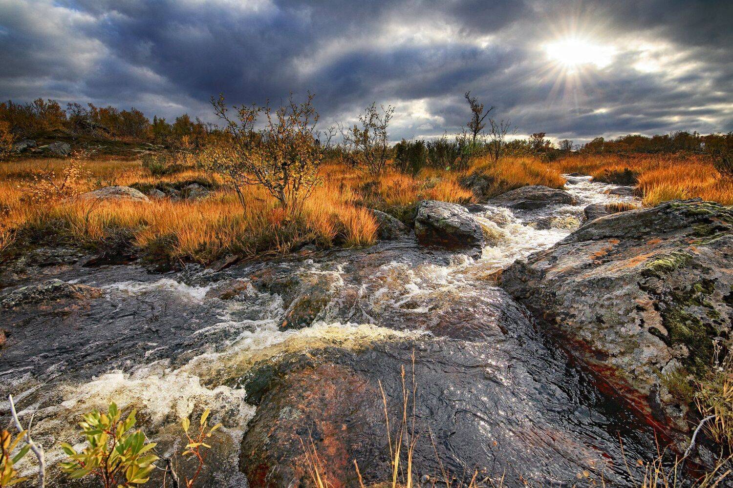 ручей солнце осень, Daemus