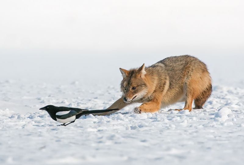 Златист чакал (Canis aureus) фото превью