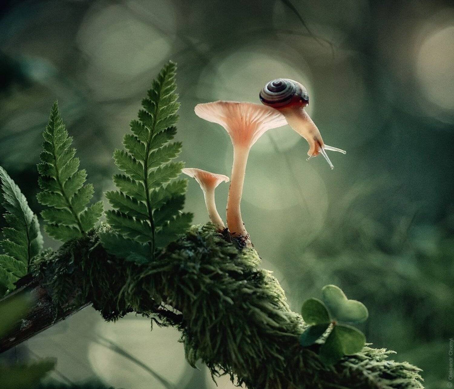 макро, макро красота, макро мир, макро истории, природа, украина, коростышев, Александр Чорный