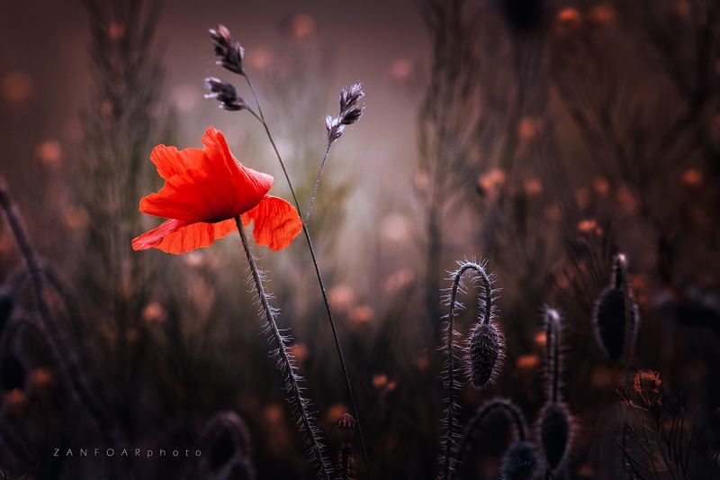 мак, макро, цветок, лето, природа, никон, d7000, papaver rhoeas, zanfoar, чешская республика,papaver rhoeas,чехия воображаемые маки.. фото превью