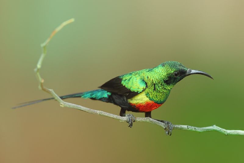 barvy фото превью