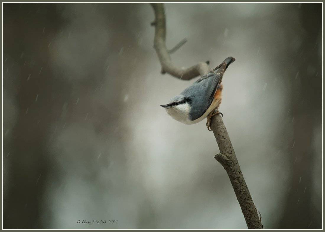 , Валерий Субачев