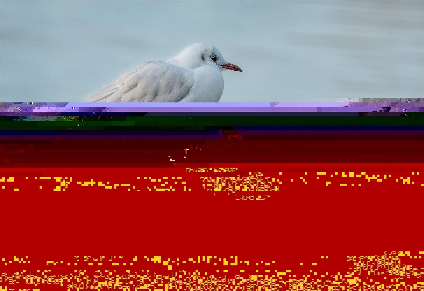 чайка, лодка, осень, птицы, Sergey Drobkov