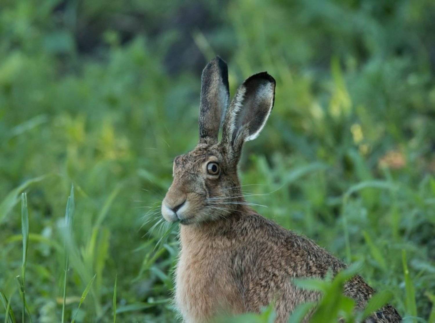 заяц, дикие животные,, Владимир Пакалевич
