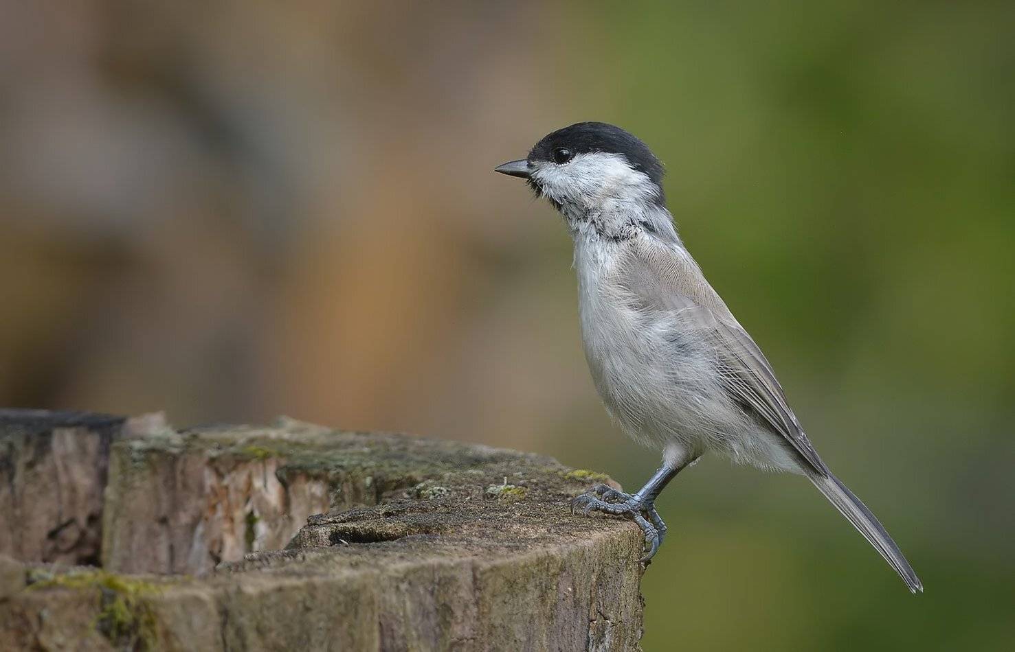 гаичка, Андрей Медведев