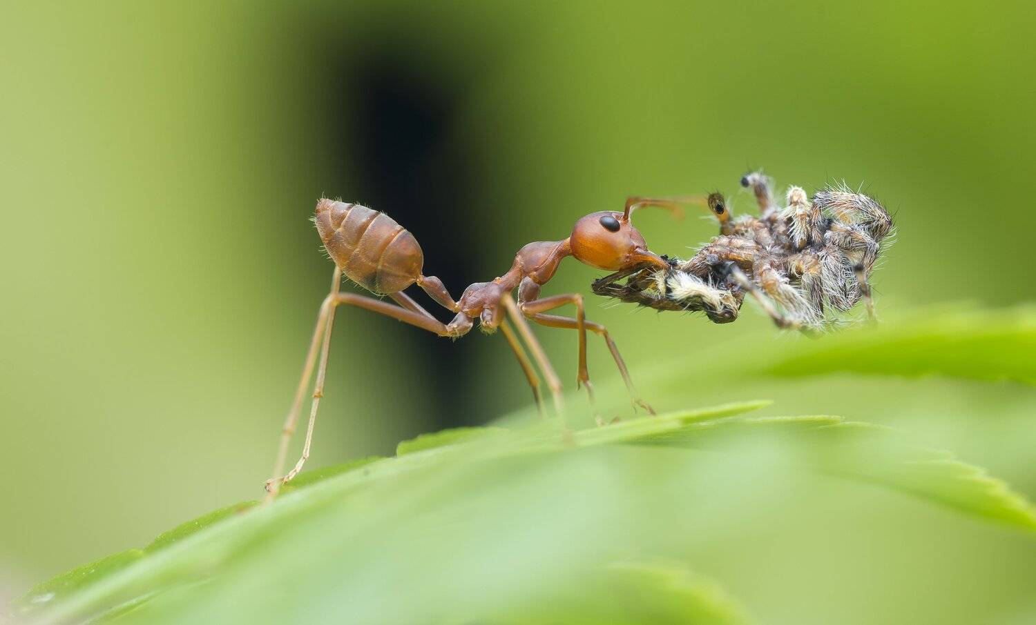 #ant#macro#colors#prey, Choo How Lim