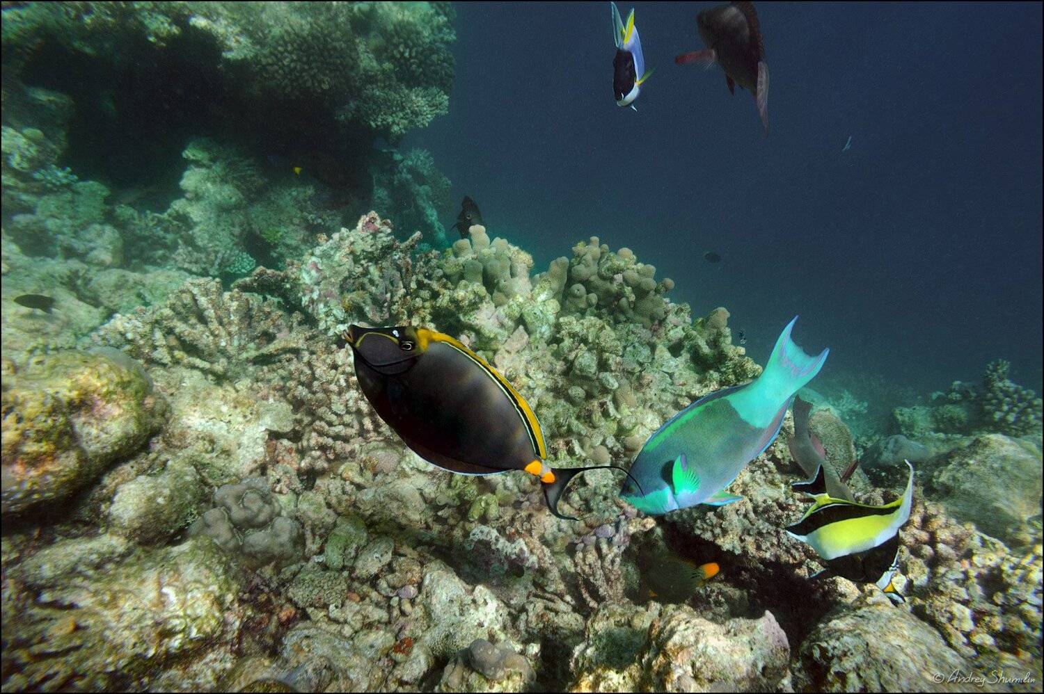 , Андрей Шумилин