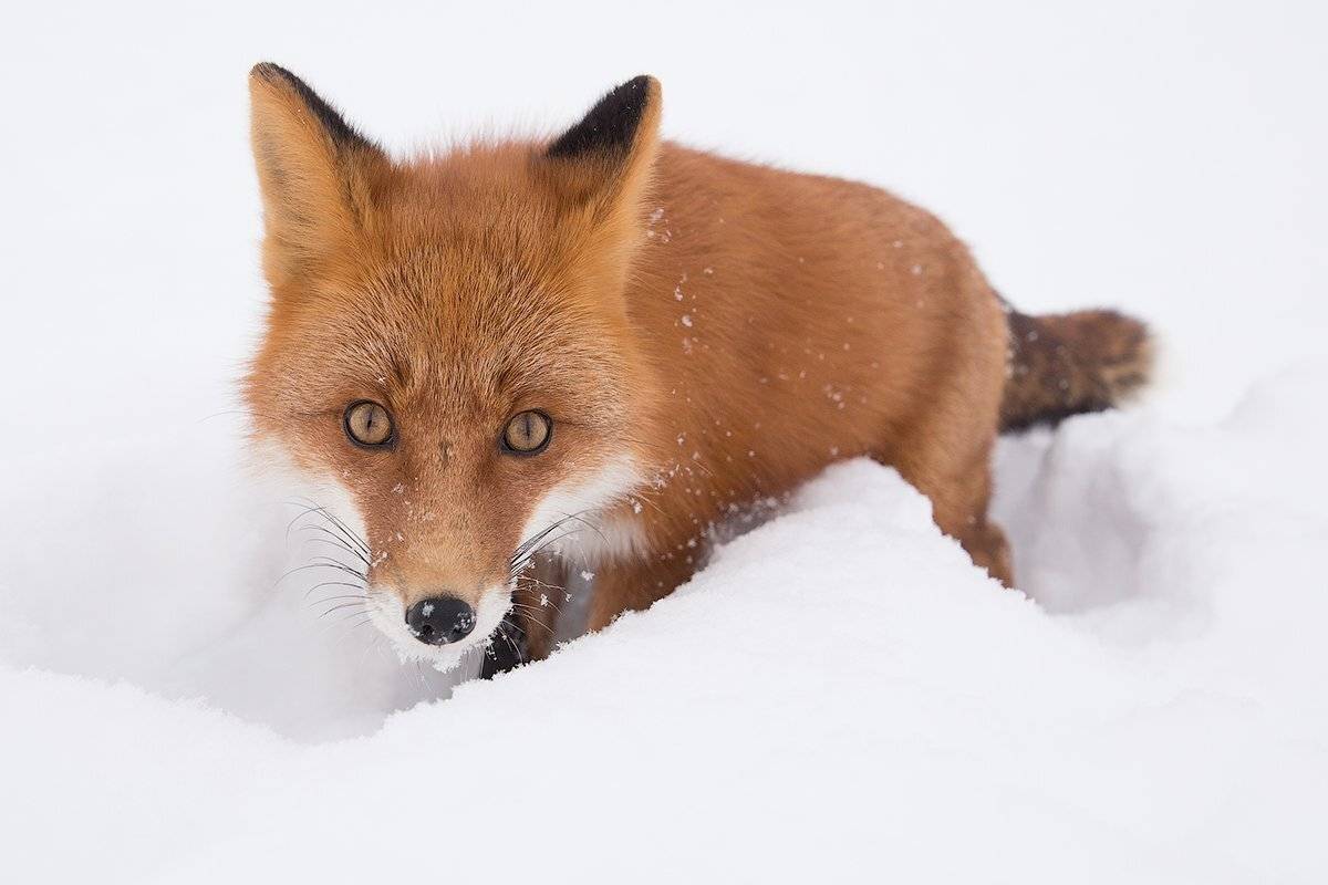 Камчатка, зима, природа, путешествие, лиса, животные, , Денис Будьков