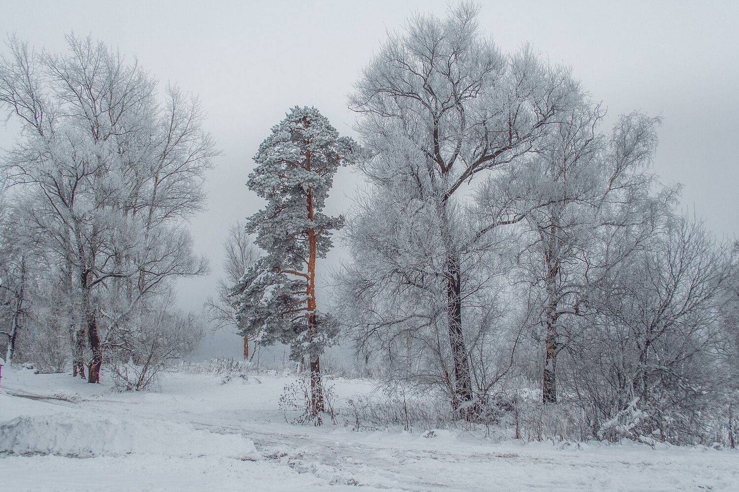 фото, природа, зима, лес, мороз, Екатерина