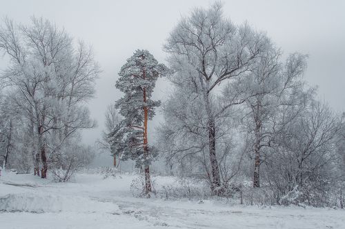 Зимнее безмолвие