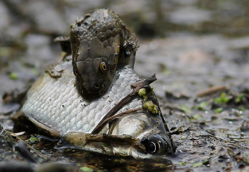 ...... фото превью