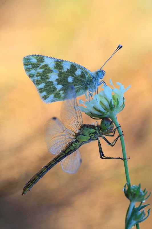 *** фото превью
