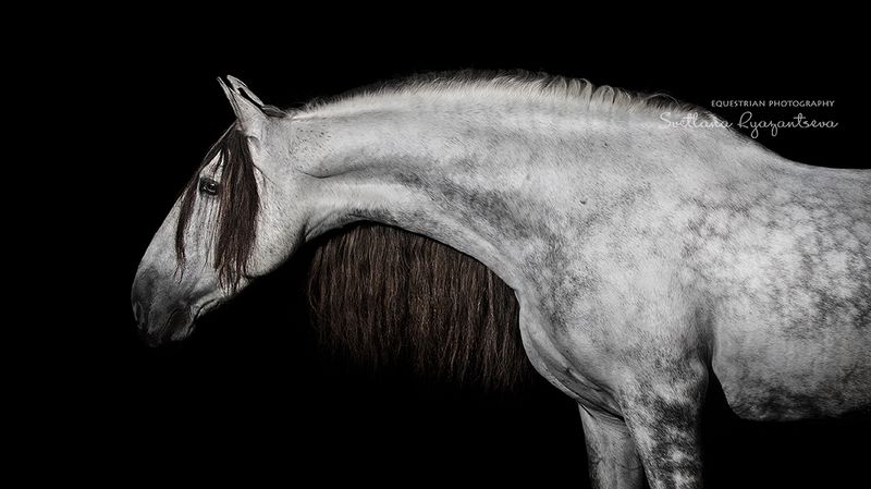 horse, лошадь, лошади, details, portrait Испанец фото превью