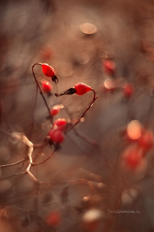 боке, ручной обьектив, мануальная оптика, фотограф, фотосессия, натюрморт, фото, блики, цветы, гелиос, макро, Сердце осени фото превью