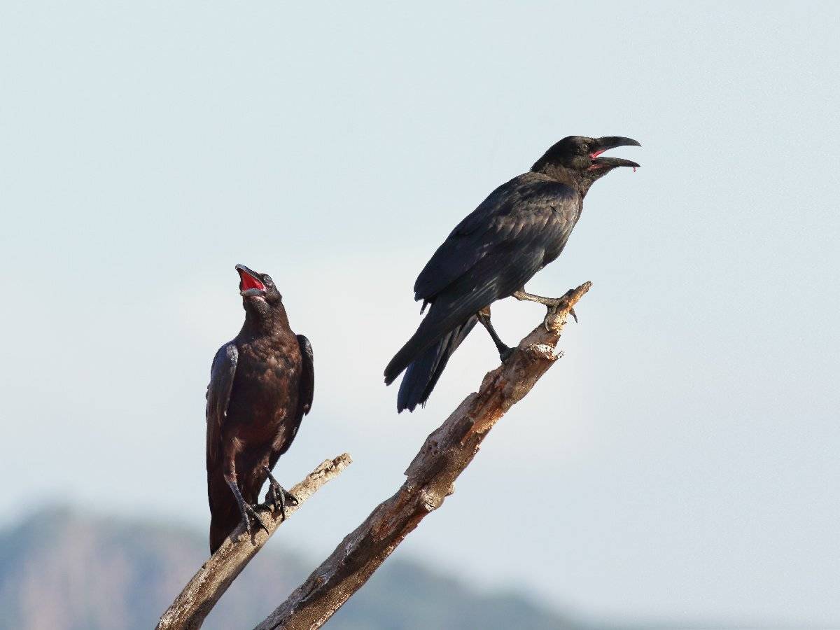 , Георги Славов