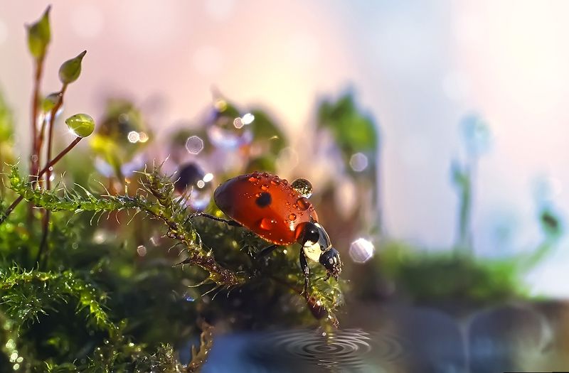 макро,божья коровка,капли Сквозь леса и болота фото превью