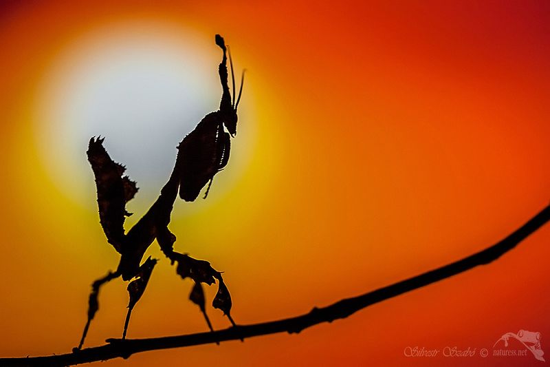 kudlanka фото превью