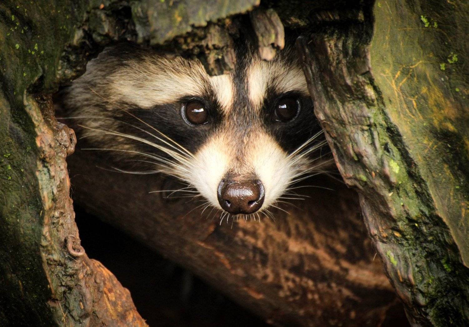 природа, животные, дикие, енот, зоопарк, Шруб (Беляева) Татьяна