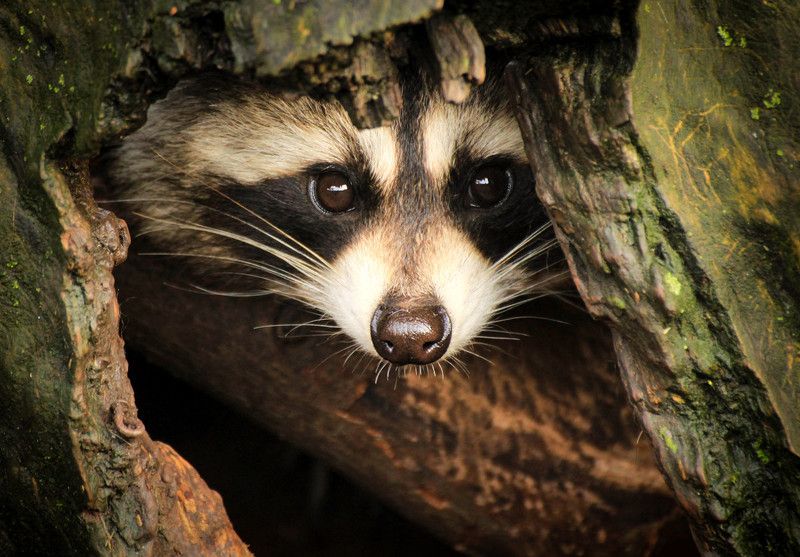 природа, животные, дикие, енот, зоопарк Любопытный нос фото превью