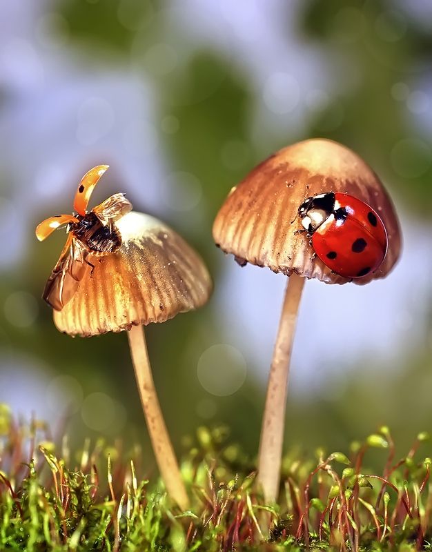 макро,божья коровка, Жди меня, и я вернусь... фото превью