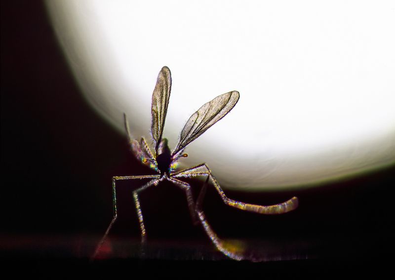 КомАринская фото превью